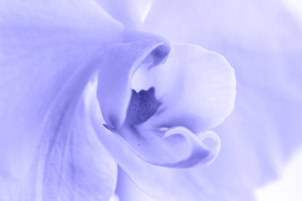 A tender Purple Very Peri orchid. Close up. Selective focus stock photo