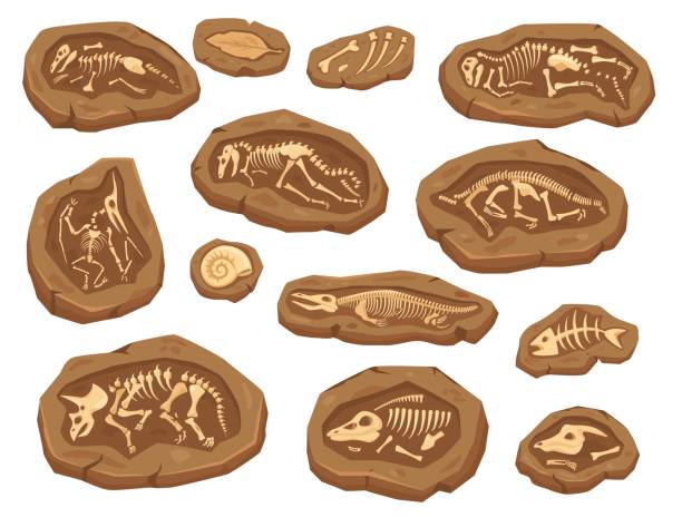 illustrazioni stock, clip art, cartoni animati e icone di tendenza di fossili di dinosauri dei cartoni animati, scheletro di dinosauro antico triceratopo. fossile di ammonite e foglie, set vettoriale di elementi di scavo paleontologico - fossil