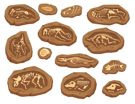 Cartoon dinosaurs fossils, ancient triceratops dinosaur skeleton. Ammonite and leaf fossil, paleontological excavation elements vector set