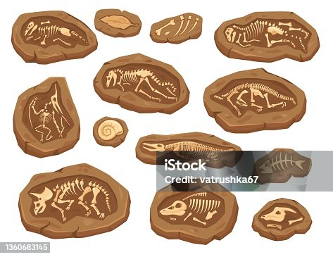 istock Cartoon dinosaurs fossils, ancient triceratops dinosaur skeleton. Ammonite and leaf fossil, paleontological excavation elements vector set 1360683145