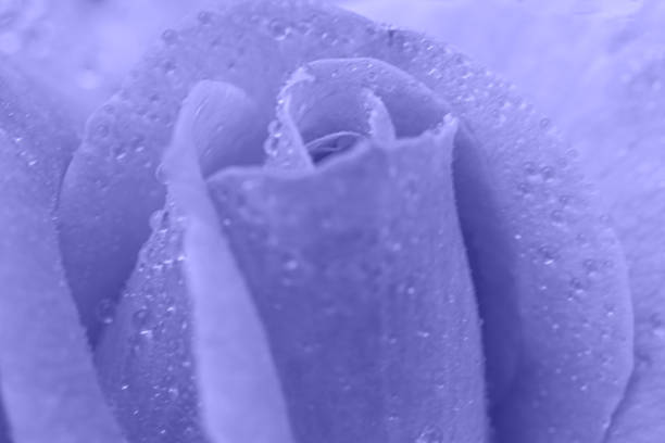 Vintage Flower Purple Very Peri rose with drops of water, close up detail stock photo
