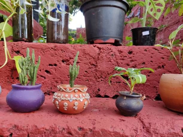 istock Cactus plant in a small flower pot 1360684318