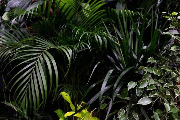 istock exotic flower plants green close up 1360685387