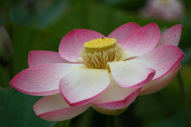 istock Close-up of lotus blossom 1360685996