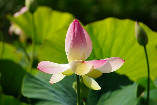 Beautiful blossom of American lotus in a pond