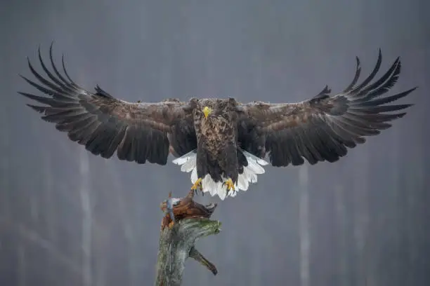 Photo of Magnificent White-Tailed Eagle, Wings Wide Open, Approaching The Bait.
White Tailed Eagle In A Spectacular Foreshortening