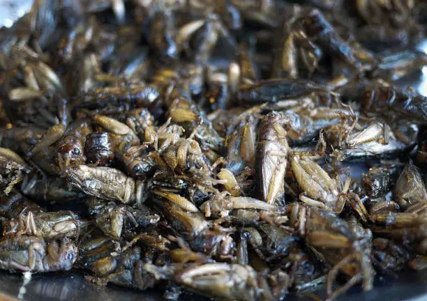Photo of Close-up of deep fried insects as snack thai local food market
