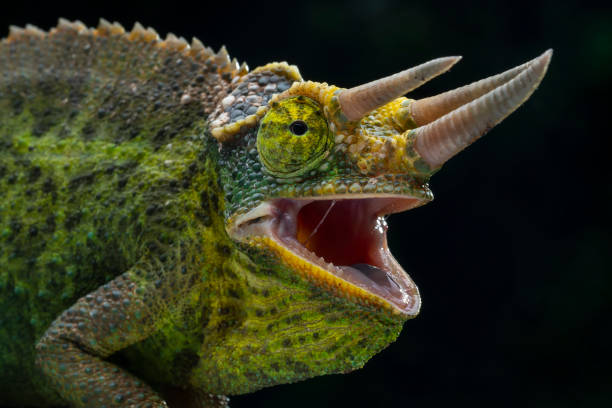 Lizard Anger 2,600+ Angry Lizard Stock Photos, Pictures & Royalty-Free Images - iStock