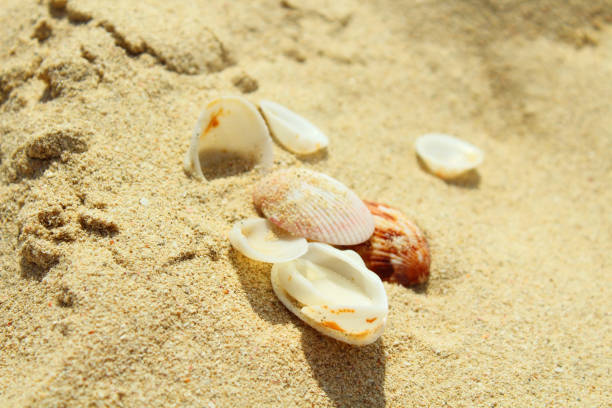 istock Sea shells close-up on beach sand. Background. 1360691038