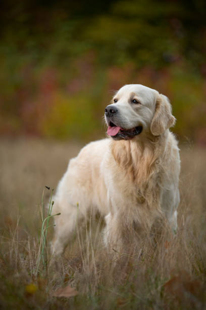 labrador dorado - golden retriever dog autumn leaf fotografías e imágenes de stock