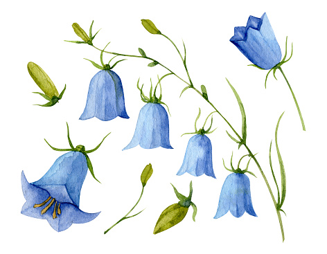 Watercolor Blue Bell Flower. Hand drawn set with bellflower. Illustration of Campanula on white isolated background. Drawing for wedding design or invitation cards