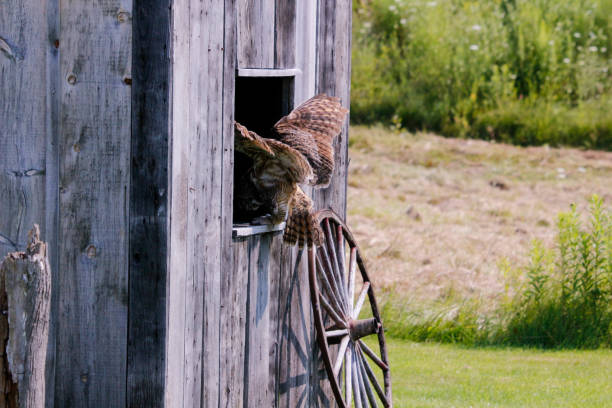 istock Great horned owl in flight. Great photo for prints, website, or advertisements 1360693145