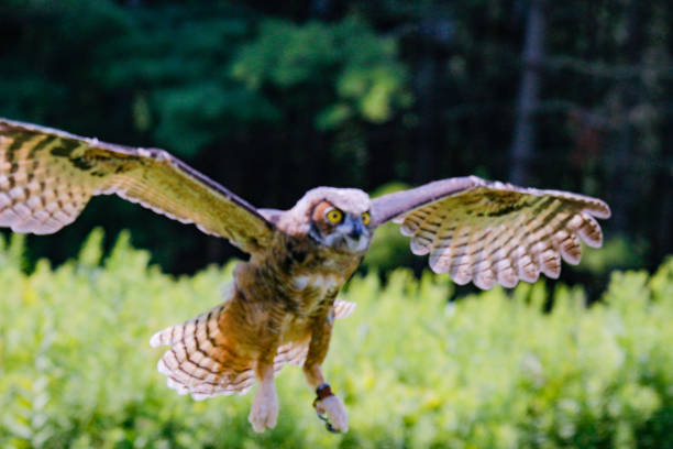 istock a baby or neonate great horned owl learning how to do in flight lessons 1360693194