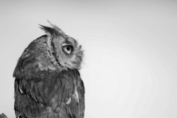 istock beautiful eastern screech owls perched together. 1 pair of owls 1360693246