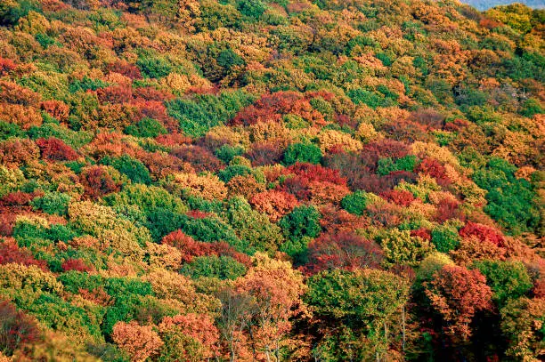 The colourfully coloured treetops of a deciduous forest in autumn