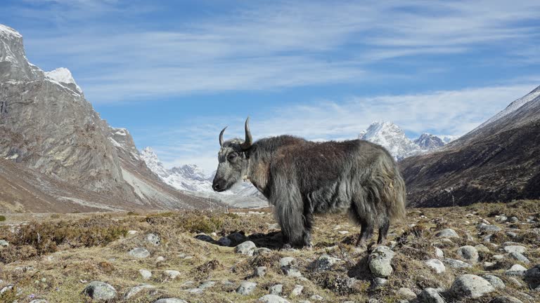 Awesome shaggy grey yak stand under sunshine. Snowy mountains panorama, blue sky