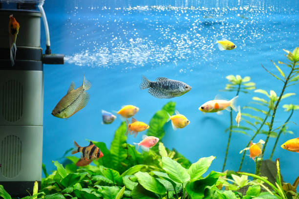 coloridos peces exóticos nadando en un acuario de aguas azules profundas con plantas tropicales verdes - vitality sea aquatic atoll fotografías e imágenes de stock
