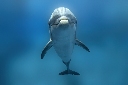 dolphin and turtle underwater on reef background looking at you