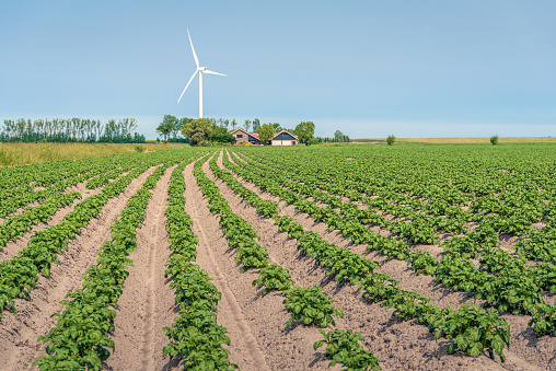 Young potato plants with fresh green leaves in rows in a Dutch potato field. In the background are a farm and one wind turbine. The photo was taken on a sunny day on the former island of Tholen.