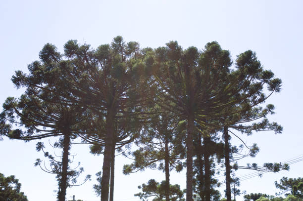 istock Araucaria tree typical of southern Brazil 1360697453