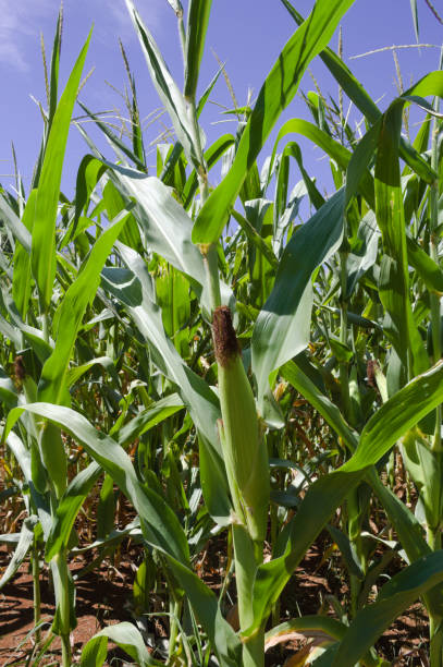 istock Corn plantation in the interior of Brazil 1360698134