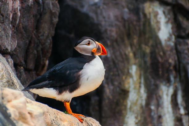istock A northern bird, in the wild, sits on a rock 1360699813