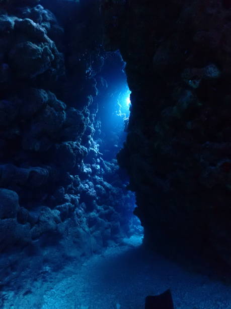 istock Coral and fish,Ishigaki-jima 1360700741