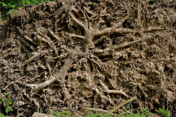 The roots of a spruce felled during a hurricane that passed over the forest