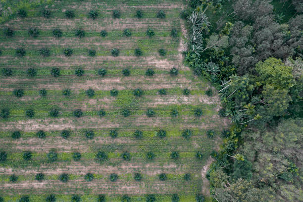 вид с воздуха на планта�ции кокосовых пальм - striped farm asia backdrop стоковые фото и изображения