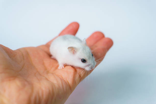 Small White Hamster On A White Background Stock Photo - Download