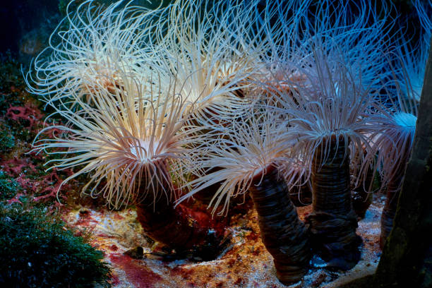 istock Exotic tropical underwater predator cerianthus 1360703324