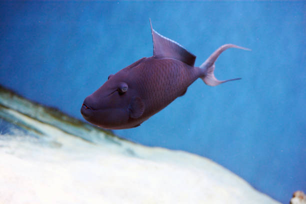 Odonus niger also known as the red-toothed triggerfish Odonus niger also known as the red-toothed triggerfish is a triggerfish of the tropical Indo-Pacific area, the sole member of its genus odonus niger stock pictures, royalty-free photos & images