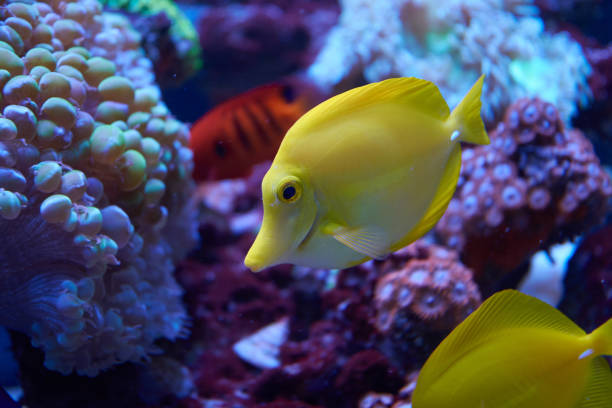 istock Yellow tang beside corals in aquarium 1360703380