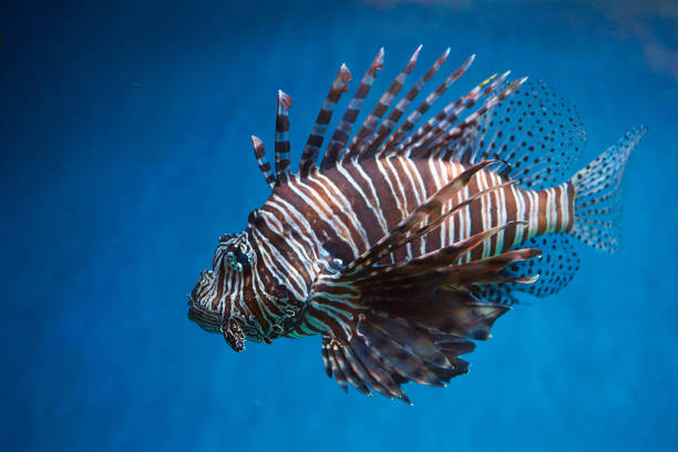 istock Pterois (lionfish, zebrafish so on) with long venomous fins 1360703407