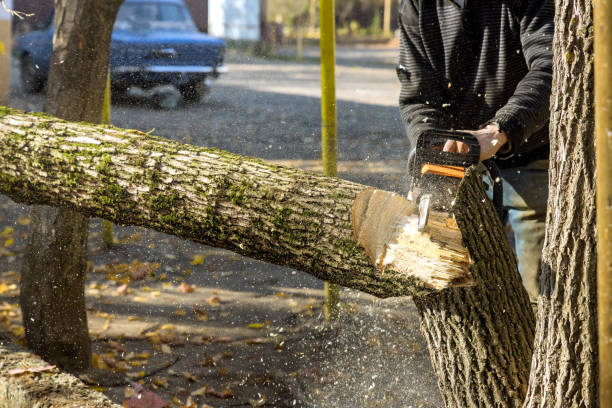 istock Broken the trunk tree after hurricane with worker cutting on the with chainsaw 1360703484