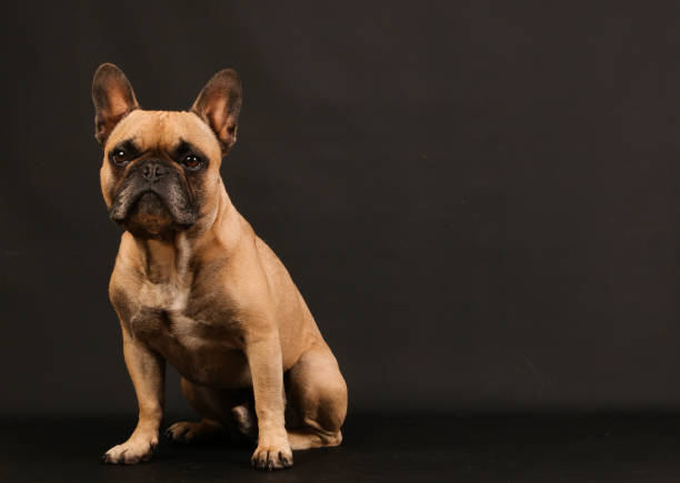 a small brown french bulldog is sitting in the dark studio stock photo