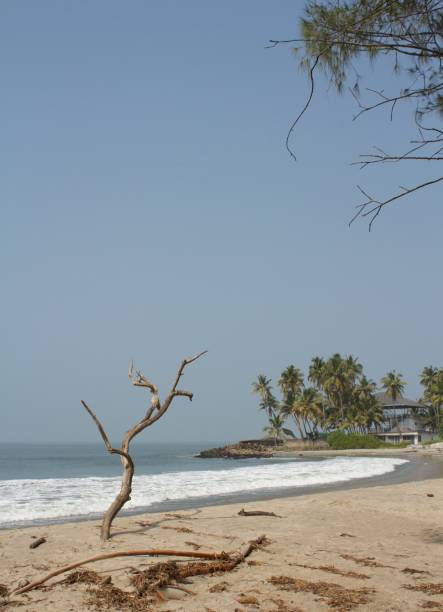 istock Long exposure by the sea with a dry tree in the foreground 1360704604