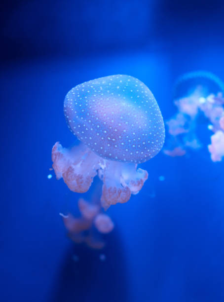 istock translucent jellyfish or medusa or
