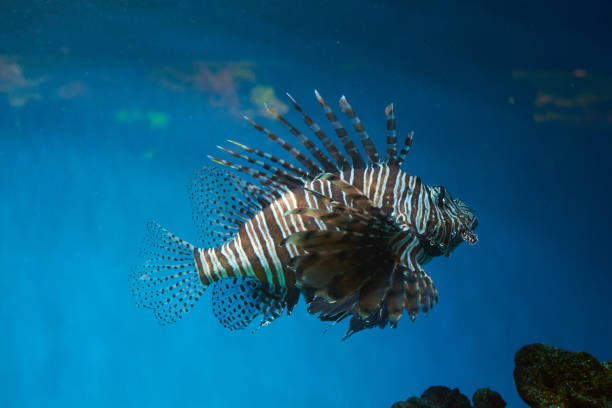 istock Pterois (lionfish, zebrafish so on) with long venomous fins 1360705309