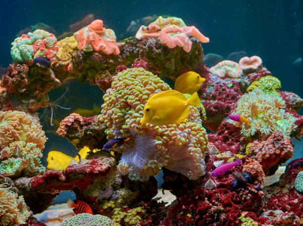 рыбы и другая фауна коралловых рифов - sailfin tang стоковые фото и изображения