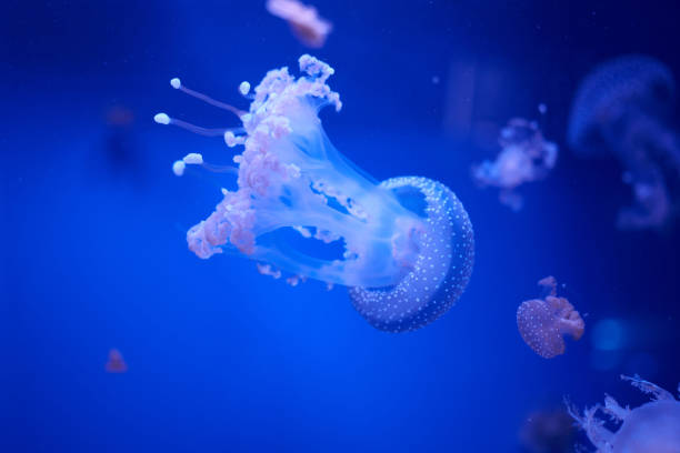 istock translucent jellyfish or medusa or