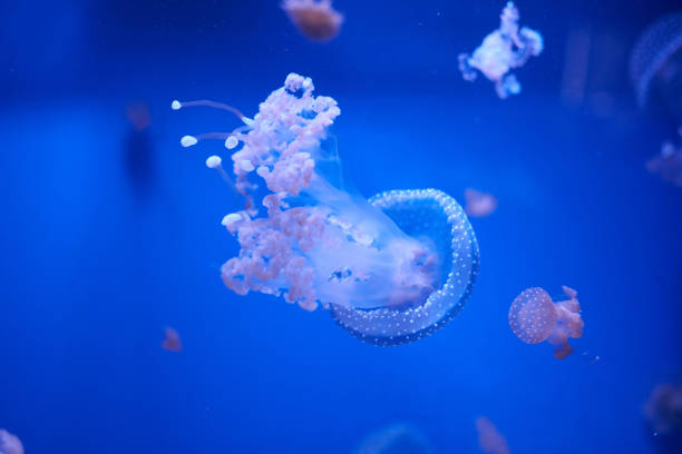 translucent jellyfish or medusa or"nnettle-fish - white spotted jellyfish imagens e fotografias de stock