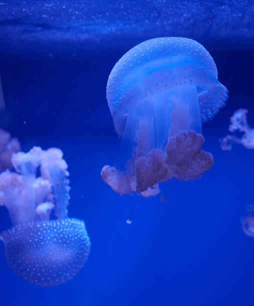 istock translucent jellyfish or medusa or