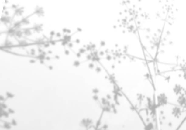 istock Summer background from the shadow of a sprig of field grass on a white wall. White and black for photo or mockup 1360706275