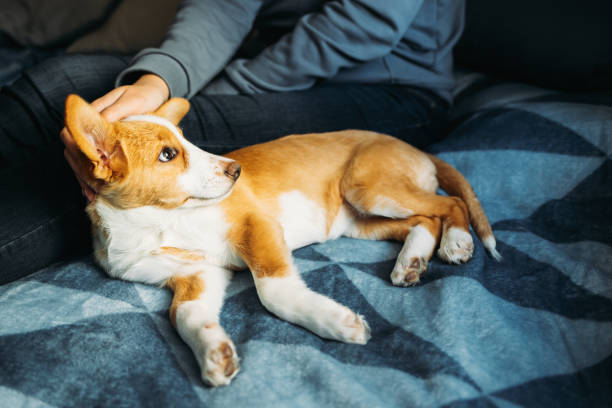 istock Adorable puppy lying on the blue blanket with owner. 1360706297