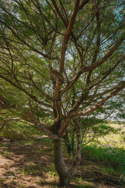 istock Casuarina equisetifolia tree or in Indonesia known as Cemara Udang 1360706302