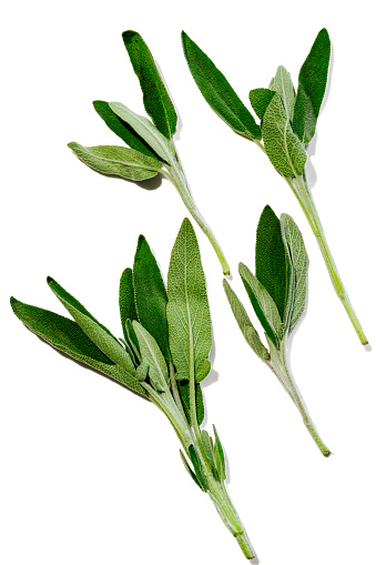 Sage leaves on a white background.