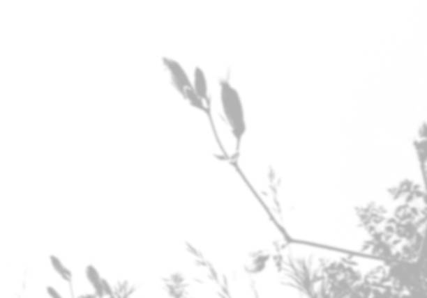 istock Summer background from the shadow of a sprig of field grass on a white wall. White and black for photo or mockup 1360708944