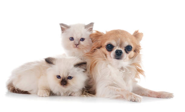 istock birman kitten and chihuahua 1360713447