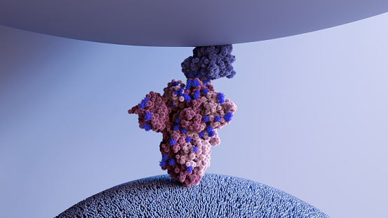 Mutaciones en la proteína espiga que el coronavirus utiliza para adherirse a las células humanas. Proteína espiga variante de Omicron unida al receptor HUMANO ACE2. photo